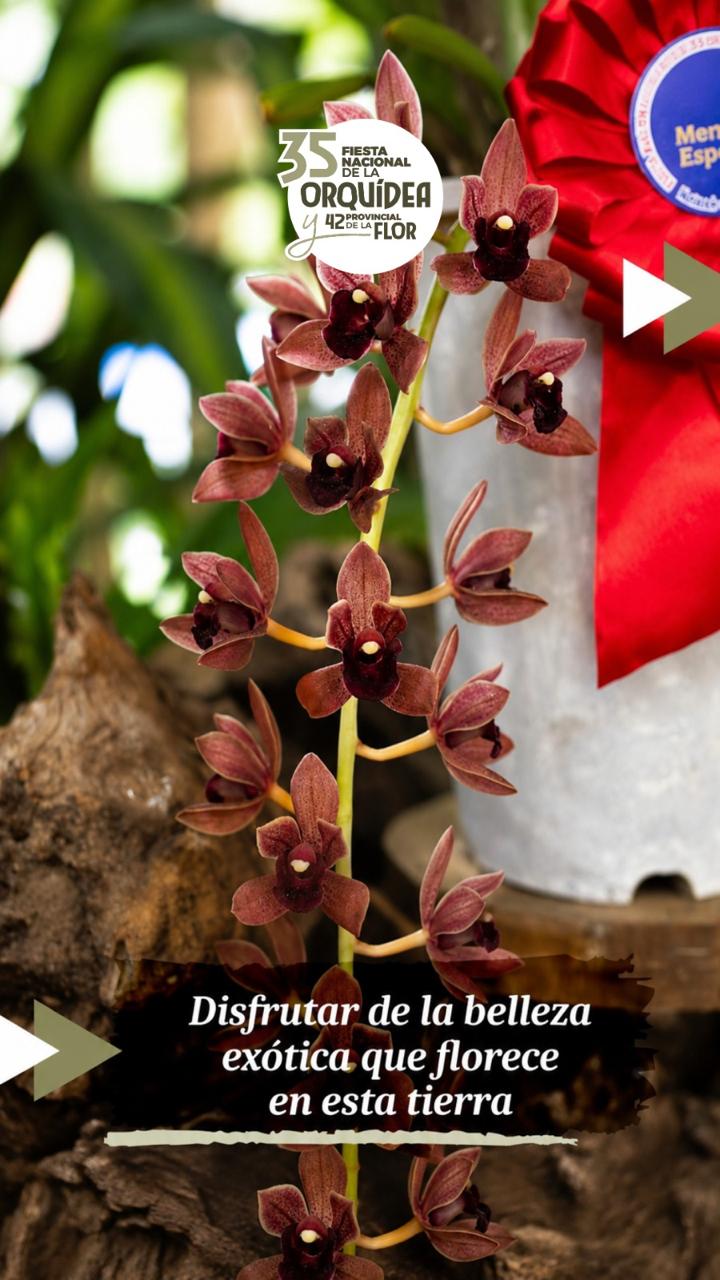 Fiesta Nacional de la Orquídea